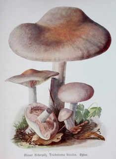 Mushroom