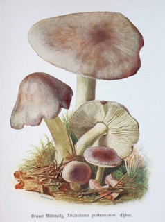 Mushroom