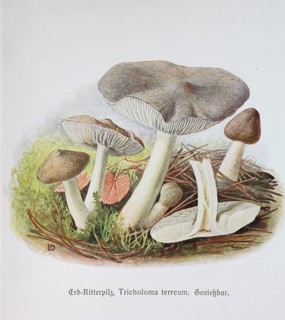 Mushroom