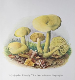 Mushroom