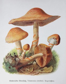 Mushroom