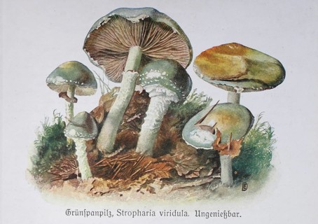 Mushroom