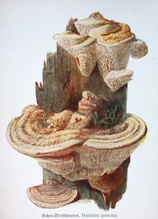 Mushroom