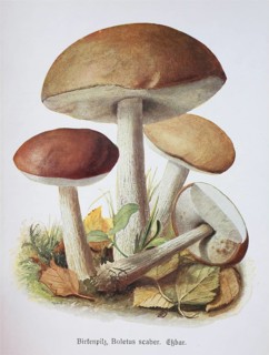 Mushroom