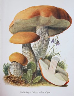 Mushroom