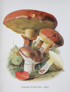 Mushroom
