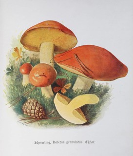 Mushroom