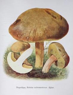 Mushroom