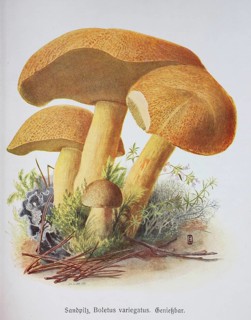 Mushroom