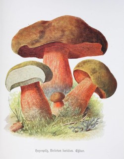 Mushroom