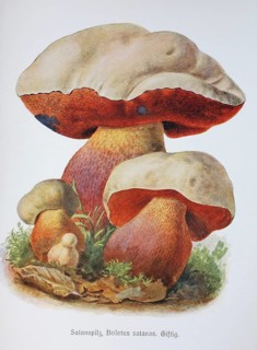 Mushroom