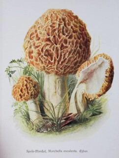 Mushroom