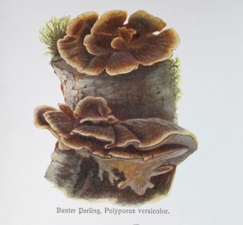 Mushroom