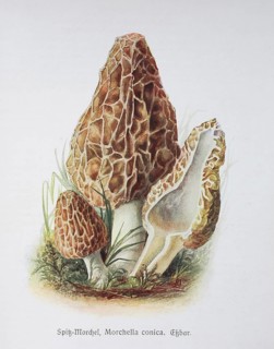 Mushroom