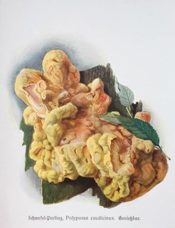 Mushroom