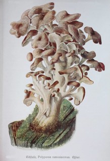 Mushroom
