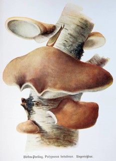 Mushroom