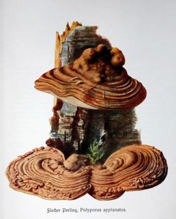 Mushroom