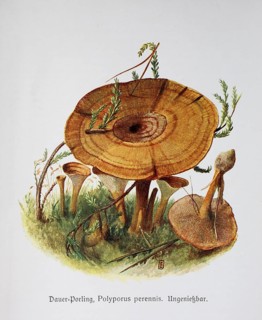 Mushroom