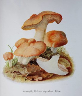 Mushroom