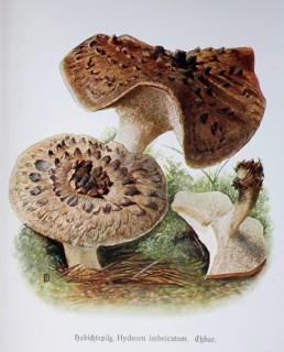 Fungus