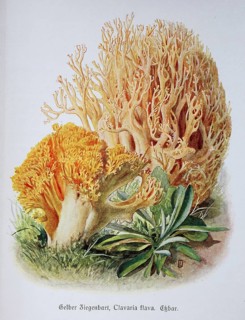Mushroom