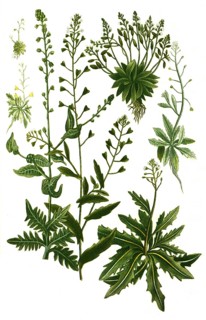 Bursa pastoris minima and Bursa pastoris minor and Bursa pastoris serratifolia and Bursa pastoris major and Bursa pastoris monstrosa major