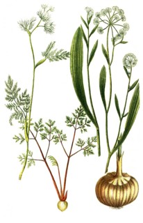 Bulbocastanum