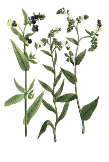 Buglossum angustifolium flore albo and Buglossum vulgare and Buglossum vulgare flore albo