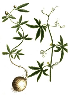 Bryonia sideritidis folio flore caeruleo and Bryonia ceylanica foliis profunde laciniatis