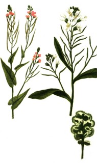 Virescens