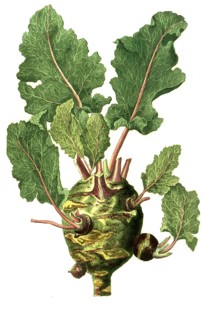 Caulorapa prolifera