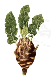 Rapocaulis dicta
