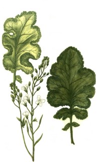 Crambe dicta foliis crispis