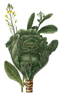 Capitata purpurea et alba