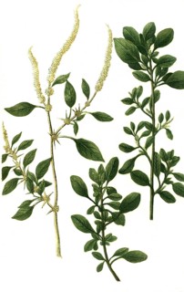 Blitum album minus and Blitum africanum polygonoides