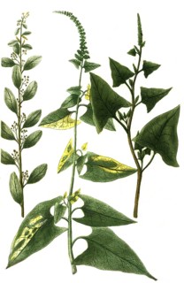 Blitum polyspermon dictum