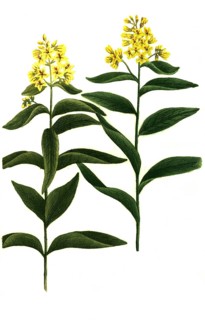 Variants of the plant genus mullein