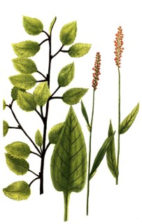 Birch