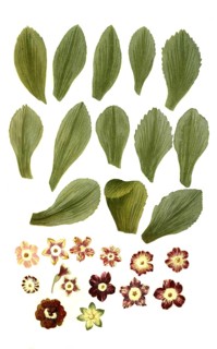 Variants of the least primrose