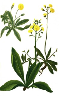 Auricula muris