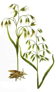 Vulgaris alba