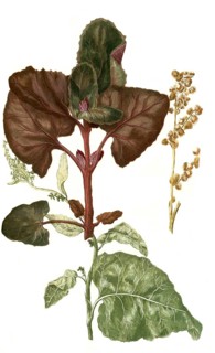 Atriplex hortensis alba and Atriplex hortensis rubra