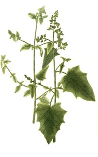 Atriplex foetida seu vulvaria
