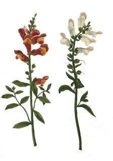 Common snapdragon