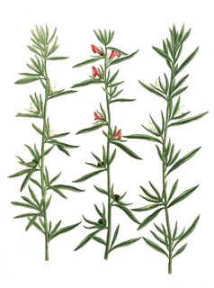 Officinarium