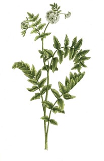 Angelica aquaticum