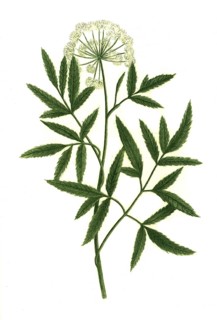 Angelica palustris