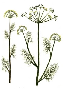 Anethum and Anethum pernambuccanum