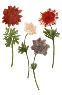 Broad leaved anemone